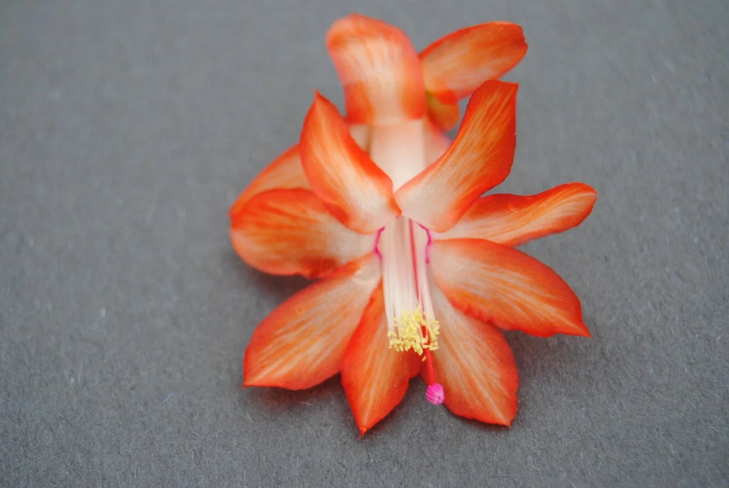 Christmas Cactus Starter Plant - Schlumbergera Truncata - Stephanie Variety, Well-Rooted Indoor Plant for Holiday Decor
