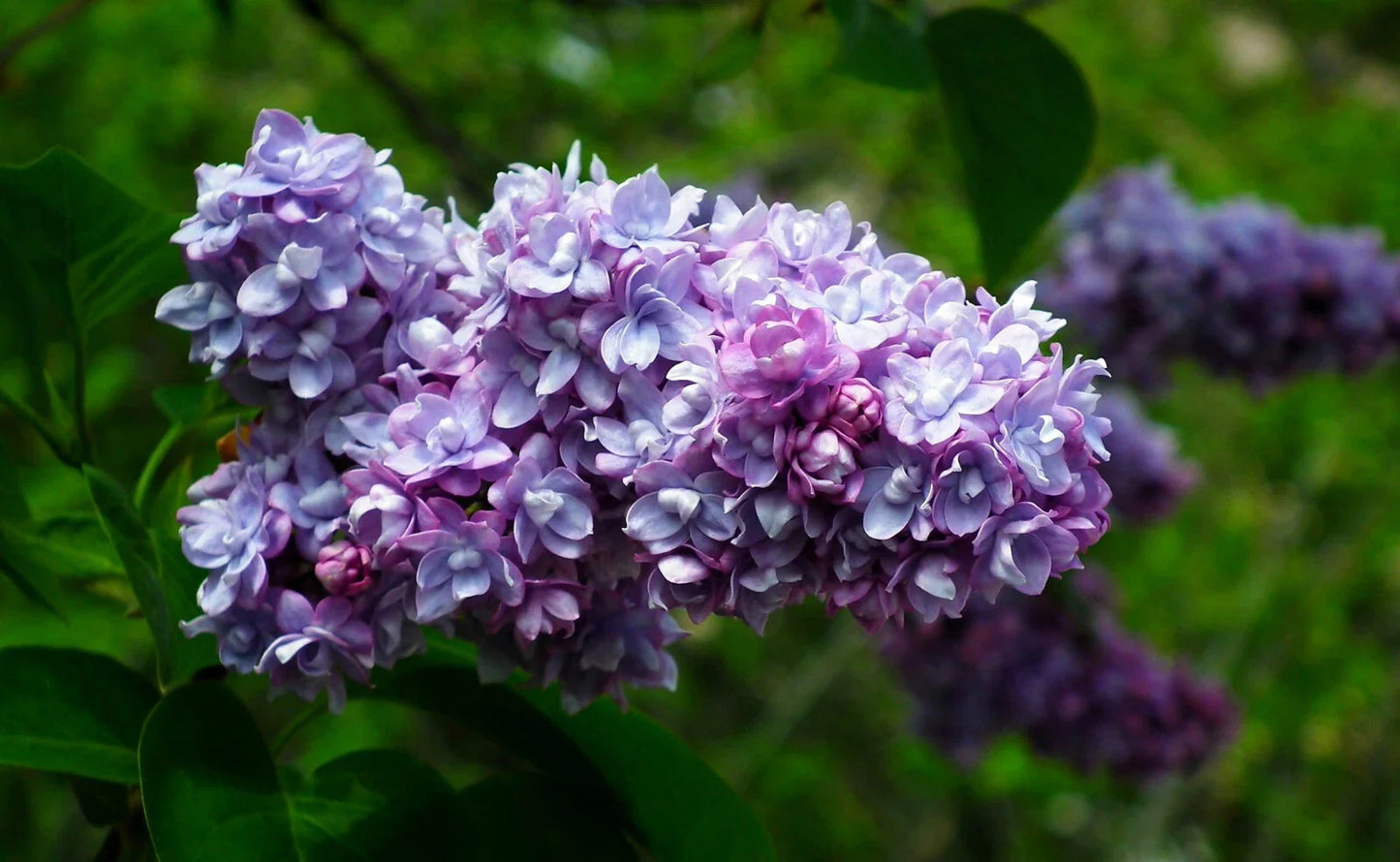 Live French Lilac Plant President Grevy Syringa vulgaris Fragrant Purple Blooms Bare Root
