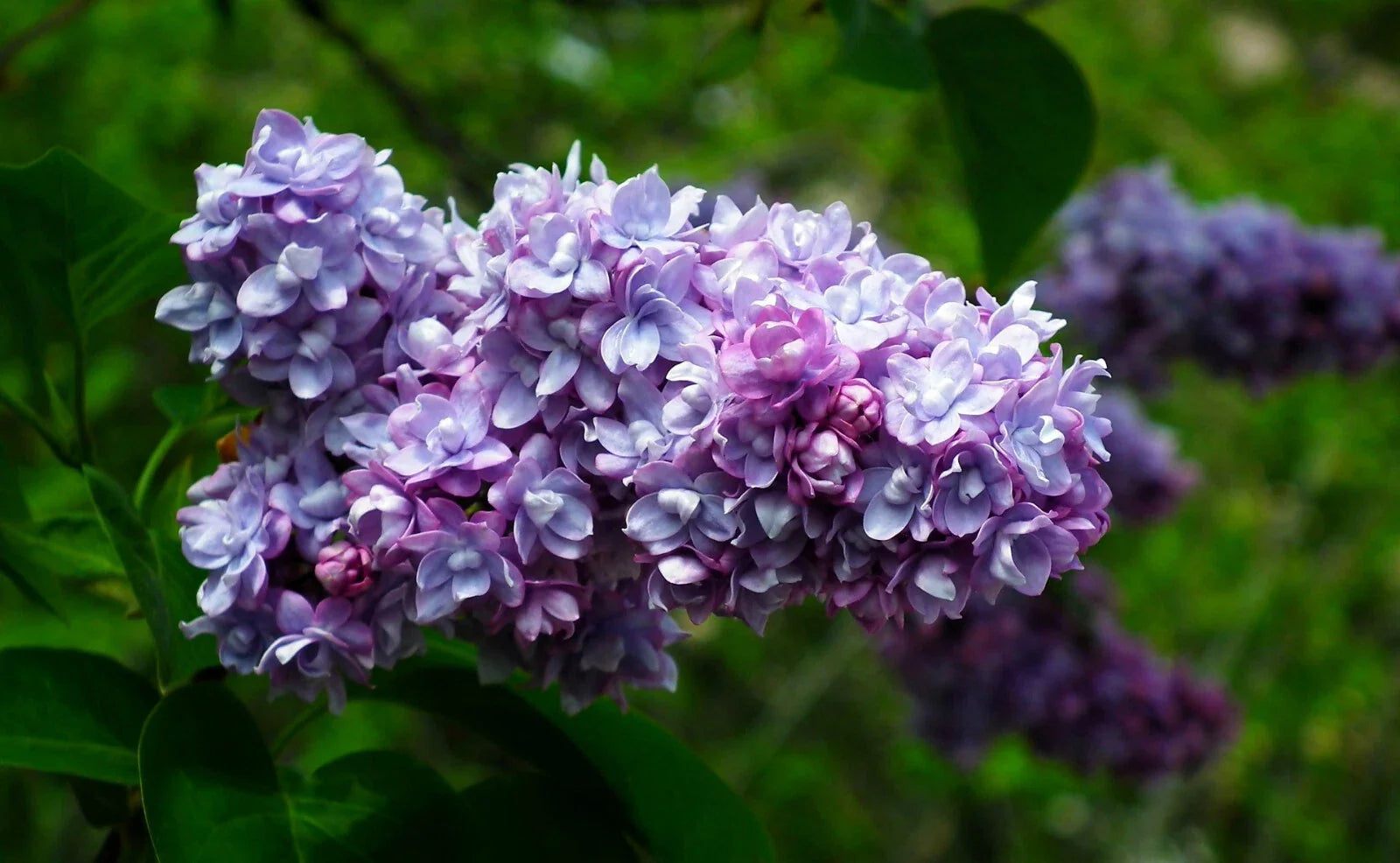 Live French Lilac Plant President Grevy Syringa vulgaris Fragrant Purple Blooms Bare Root