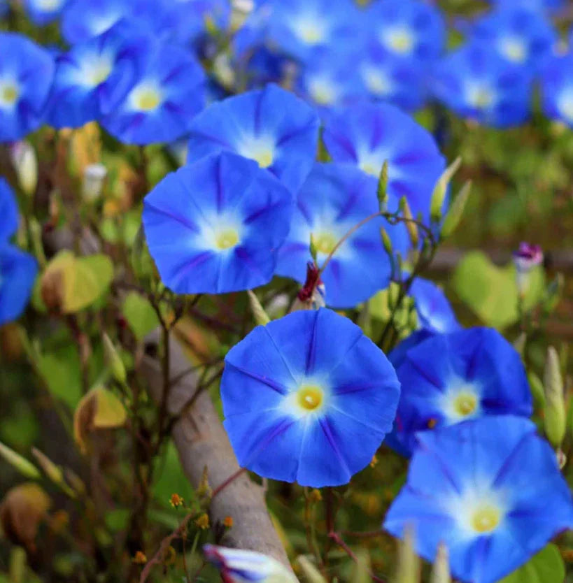 Morning Glory Seeds - Heavenly Blue Vine, AAS Winner, Heirloom, Non-GMO, 100 Seeds