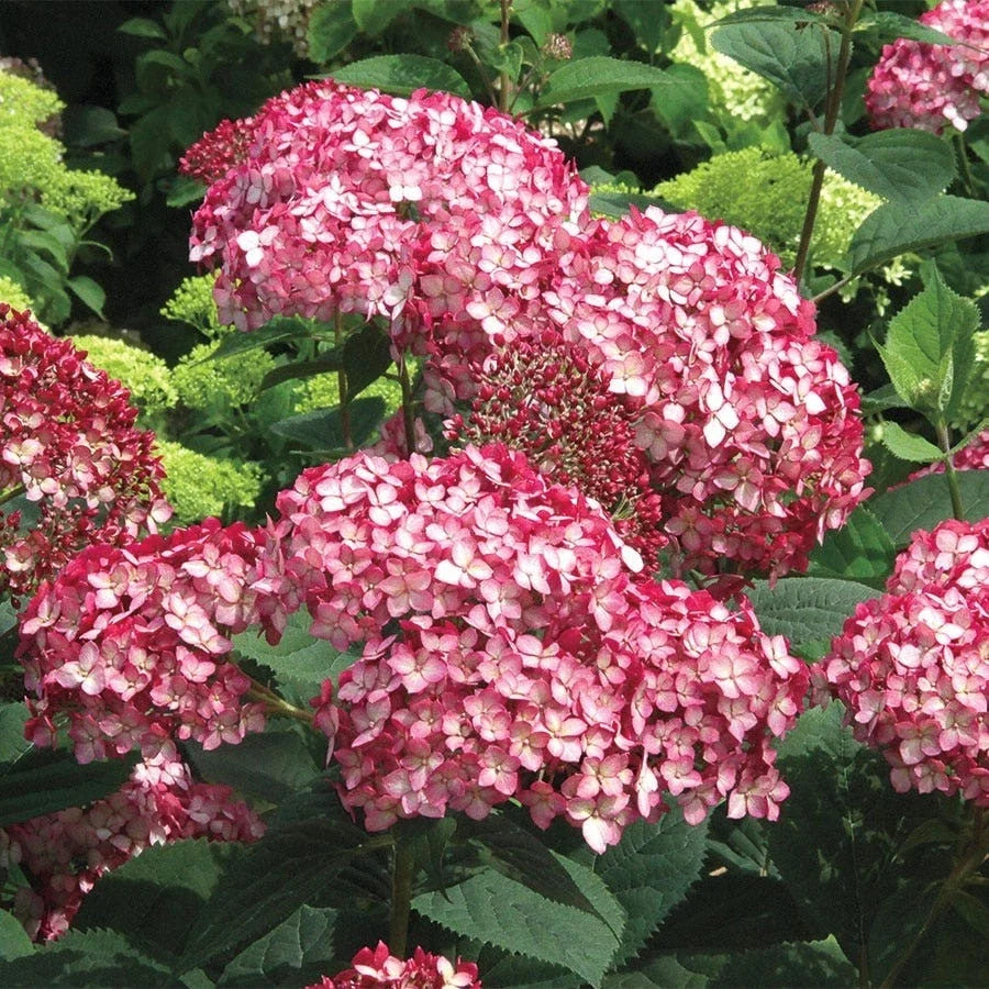 Rare Smooth Hydrangea Cuttings - 5 Rooted Ruby Plants - Hydrangea arborescens 'Ruby' - Native Flowering Shrubs