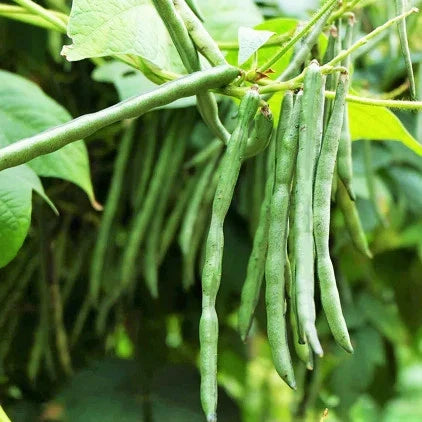 Jade Green Bean Seeds - Slender Haricot Vert for Planting 2025 - Phaseolus vulgaris, Climbing, Tender Green Beans