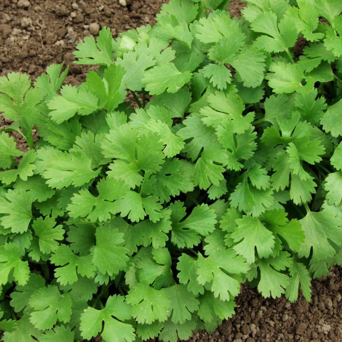 Cilantro Seeds - Over 200 Count - Slow Bolting Mexican Variety - Coriandrum sativum - Herb Seeds for Gardening