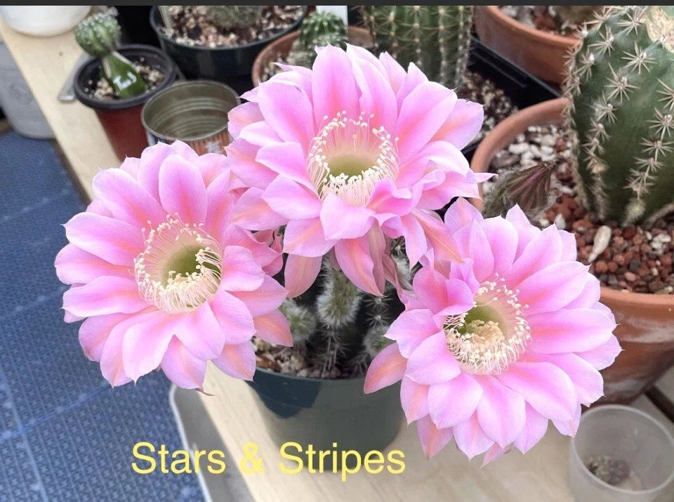 Echinopsis Johnson Hybrids Stars & Stripes Cactus Succulent - Rooted Pup Plant for Indoor & Outdoor