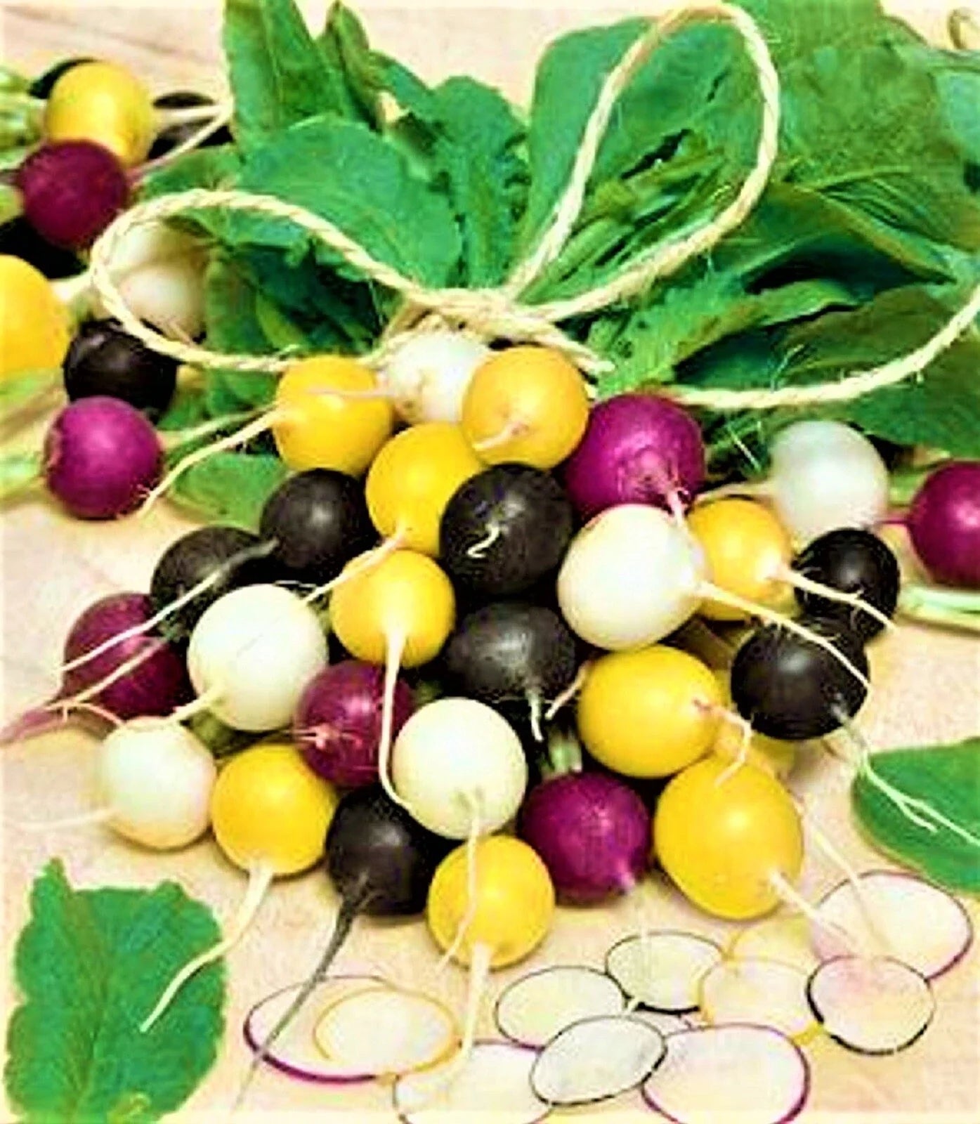 Halloween Mix Radish Seeds - 100+ Non-GMO Raphanus sativus Colorful Fall Planting Seeds