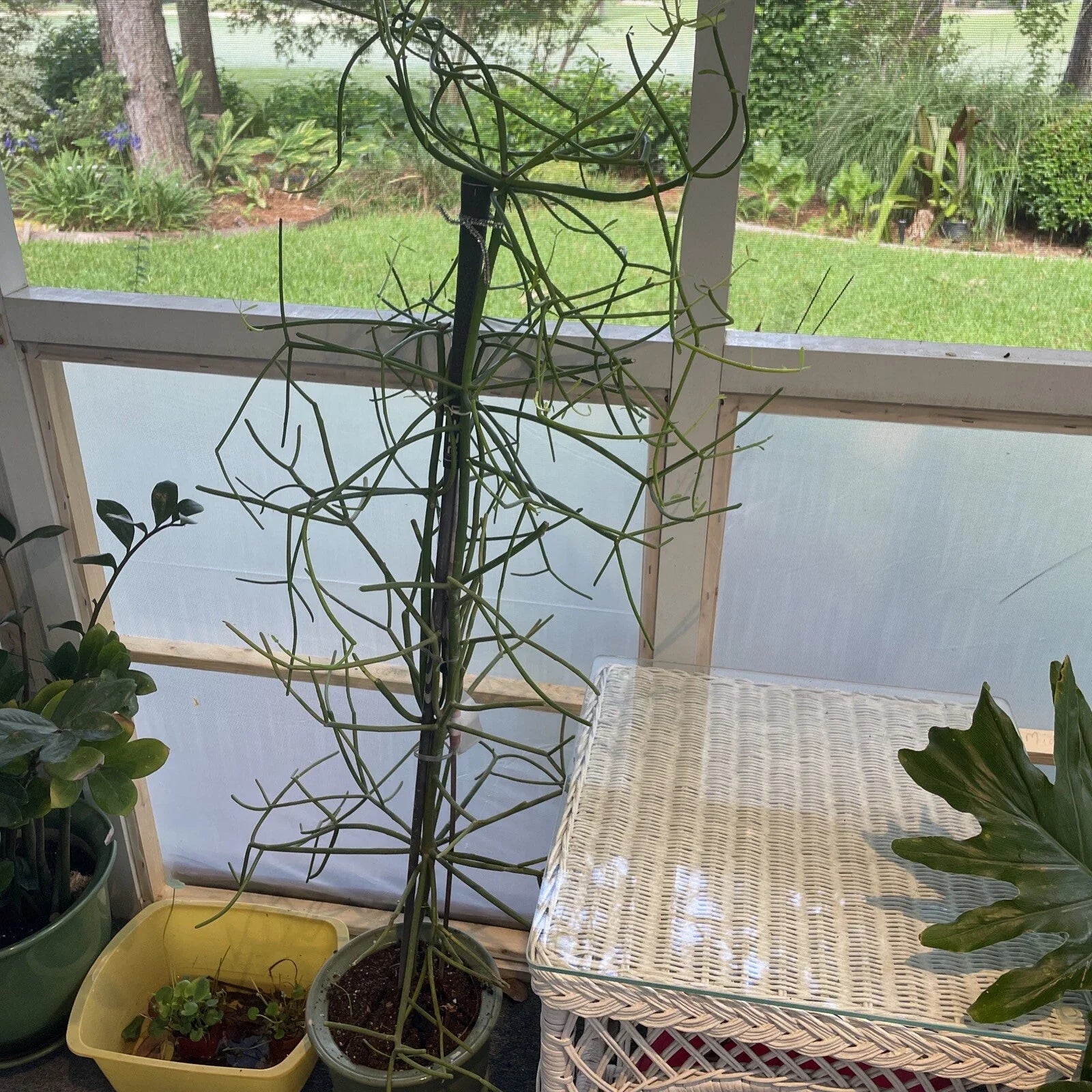 Euphorbia Tirucalli Pencil Cactus Plant 4-Inch Drought Tolerant Succulent for Indoor Garden, Fire Stick Variety, Easy Care