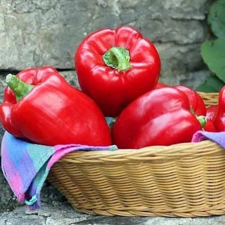 Big Red Sweet Bell Pepper Seeds - Non-GMO Heirloom Capsicum annuum, Juicy, Large, Sweet, Full Sun, High Germination, Pack of 25