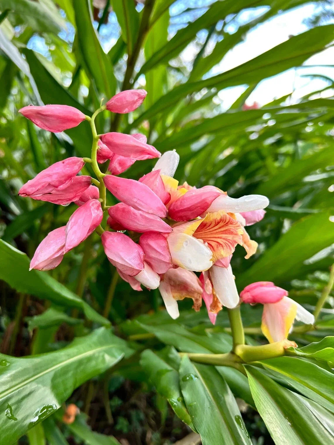 Pink Perfection Shell Ginger Rhizomes - 2 Pack, Alpinia hainanensis, Tropical Plant Roots for Garden & Landscape