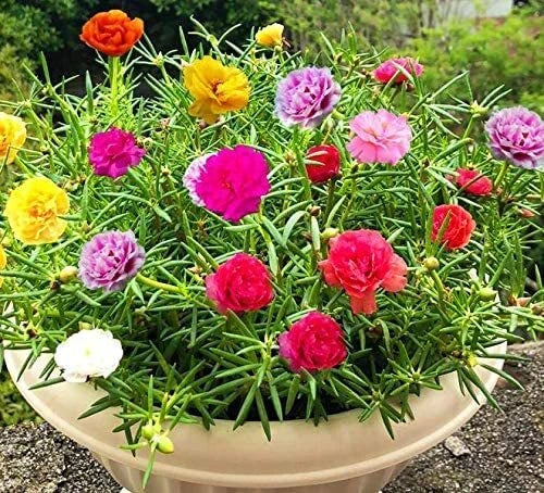 Moss Rose Seeds Portulaca Grandiflora - Colorful Flowers for Garden, Drought Tolerant, Easy to Grow, Full Sun