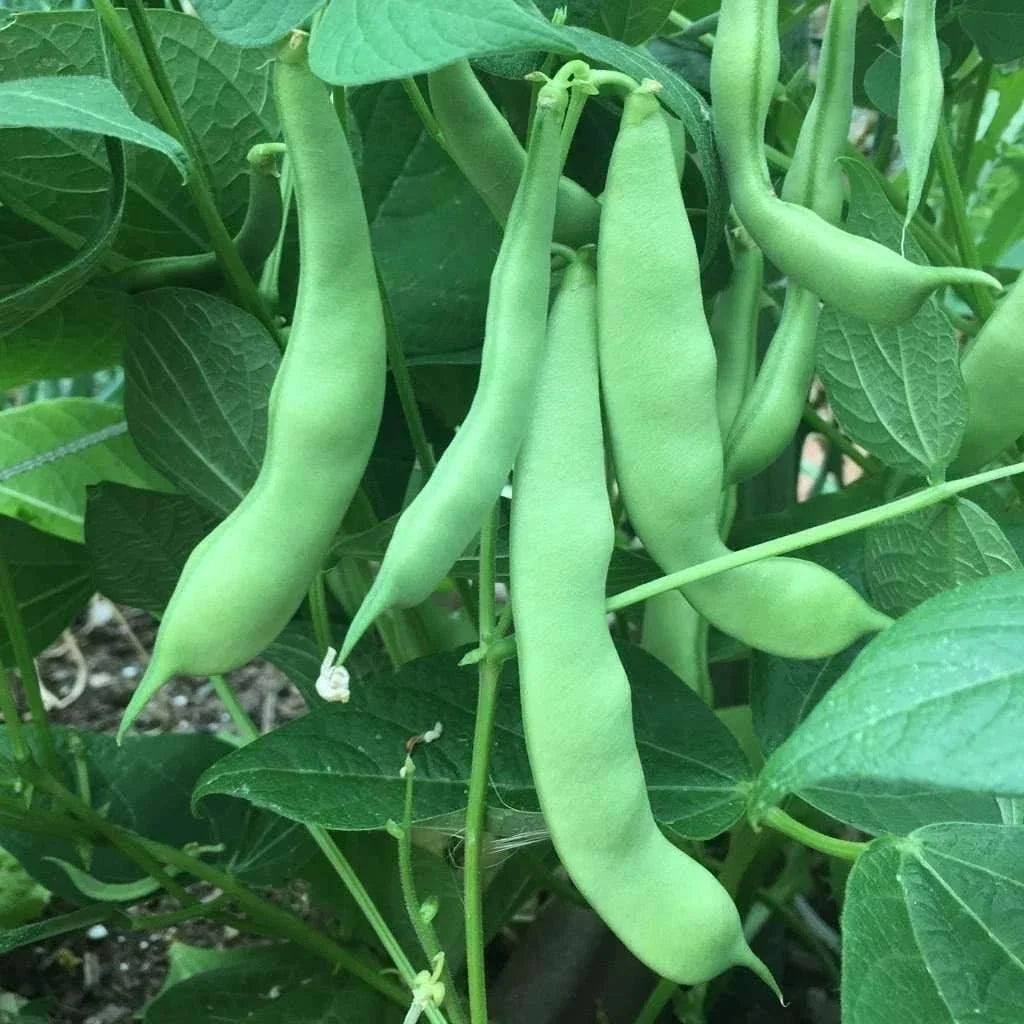Green Bean Seeds Roma II | Phaseolus vulgaris | NON-GMO, Bush-Type, Tender Green Beans for Home Gardens