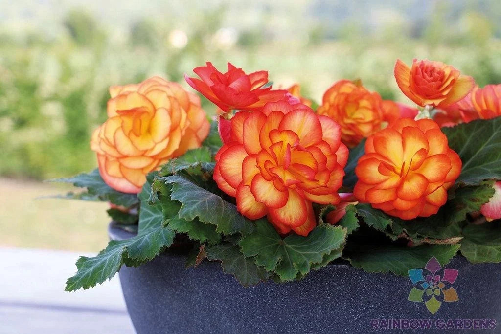 Tuberous Begonia Seeds - 25+ Pack - Garden Planting - Begonia tuberhybrida - Colorful Blooms for Containers & Beds