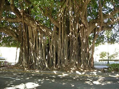 Ficus Benghalensis Banyan Tree Seeds - Exotic Tropical Indoor Plant Pack - 5 Seeds