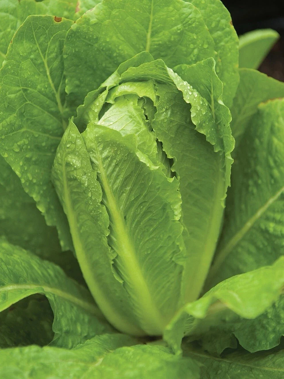 PARIS ISLAND Cos Romain Lettuce Seeds – Organic Salad Greens Pack of 200+ Lactuca sativa for Home Gardening