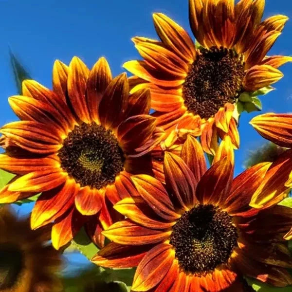 Organic Sunflower Seeds Pack - Helianthus annuus - Bright Yellow, Non-GMO, USA Grown, 50 Seeds