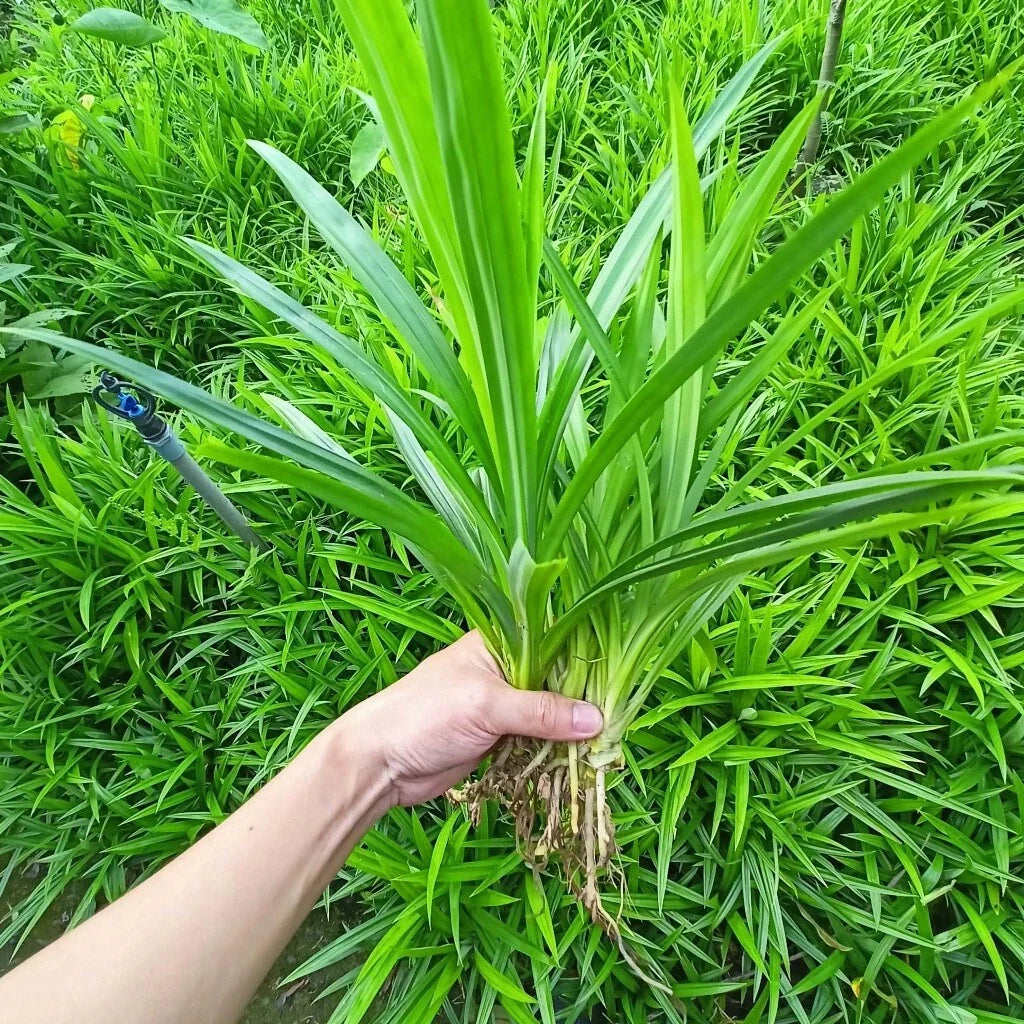 Pandan Leaf Live Plant Root – Aromatic Culinary Herb – Pandanus amaryllifolius for Cooking & Indoor Gardens