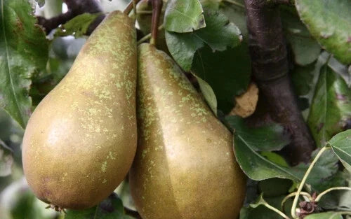 Conference Pear Seeds - 25+ Pyrus communis Fruit Tree Seeds for Garden Planting, Non-GMO, USA Grown