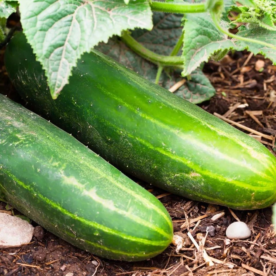Ashley Long Cucumber Seeds - 10+ Heirloom Non-GMO Organic Seeds | Cucumis sativus