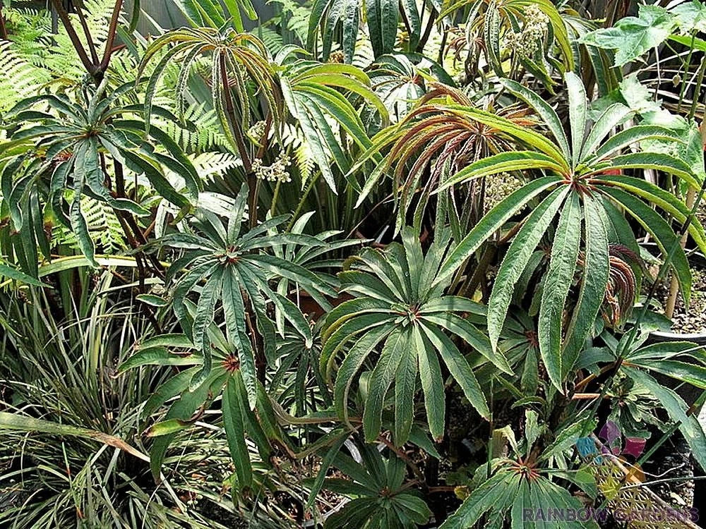 Begonia Luxurians Seeds - 25+ High Germination Rate, Vibrant Foliage, Garden & Indoor Planting, Begonia luxurians Seeds