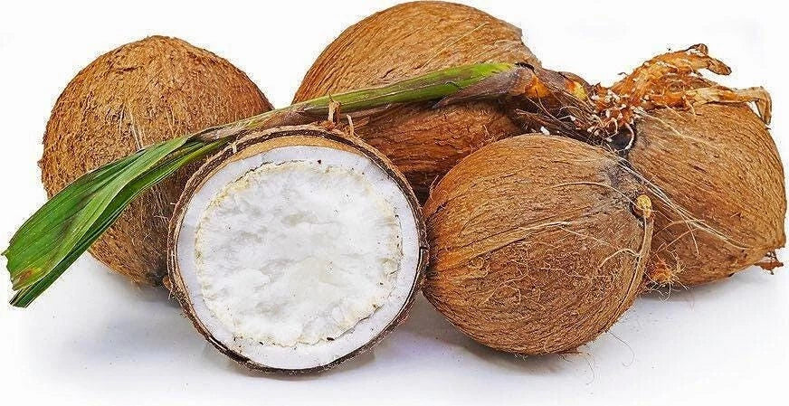 Sprouted Coconut Fruit - Organic Costa Rican Cocos nucifera, Tropical Palm