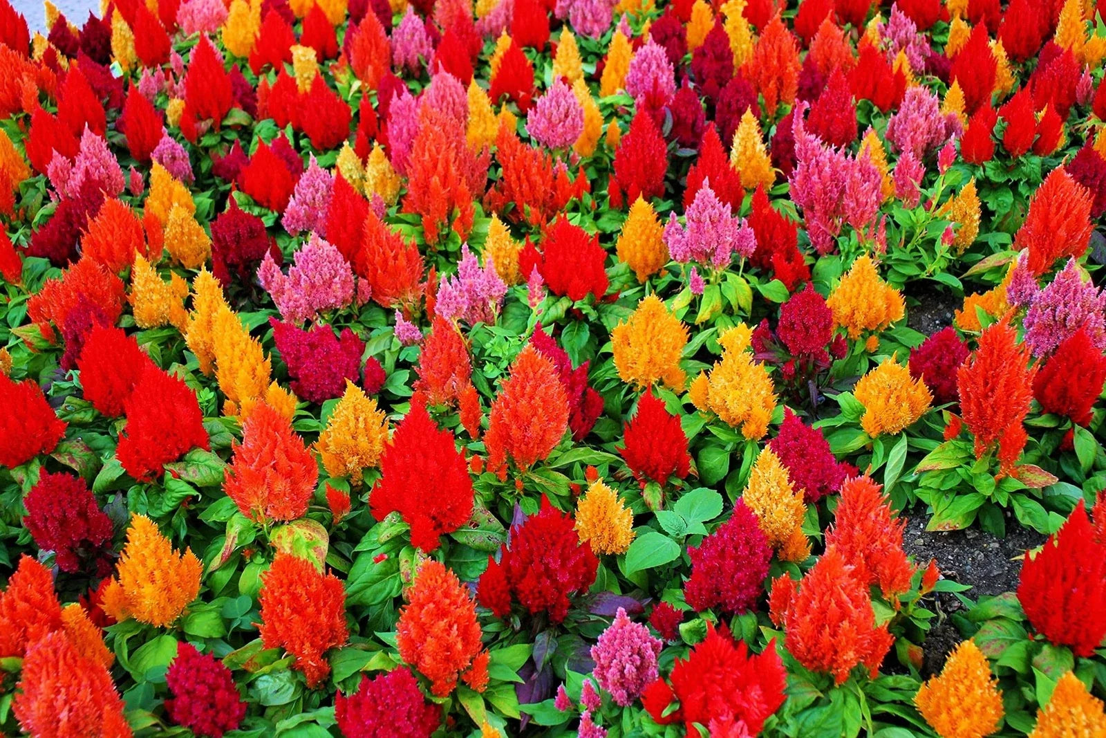 Celosia Seeds - 100+ Mixed Color Pampas Plume - Celosia argentea - Flower Seeds for Garden, Borders & Containers