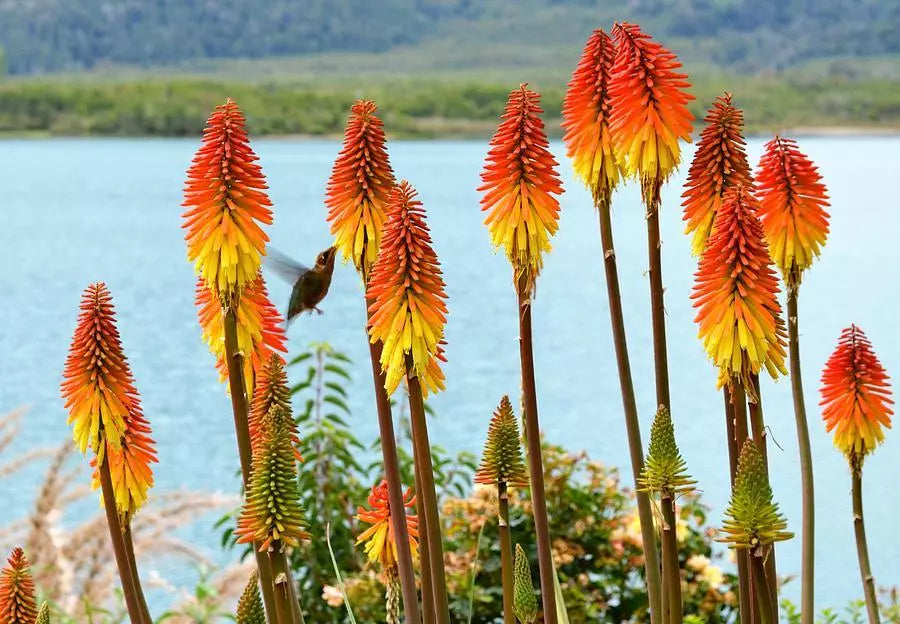 Red Hot Poker Seeds - Tritoma uvaria Perennial Flowering Plant - Drought Tolerant, Vibrant Red & Orange Blooms
