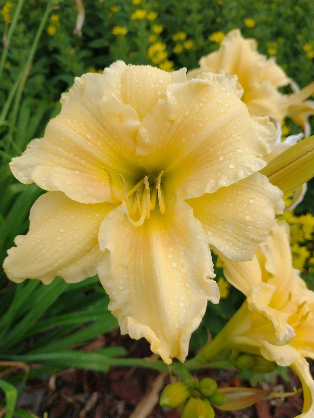 Day Lily Lot of 2 Bare Root Perennial Plants with Yellow Flowers - Hemerocallis Summer Bloom