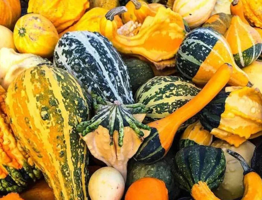 Large Gourd Seeds - Decorative Fall Mix for Kids' Crafts & Garden - Non-GMO Cucurbita pepo, 20 Seeds