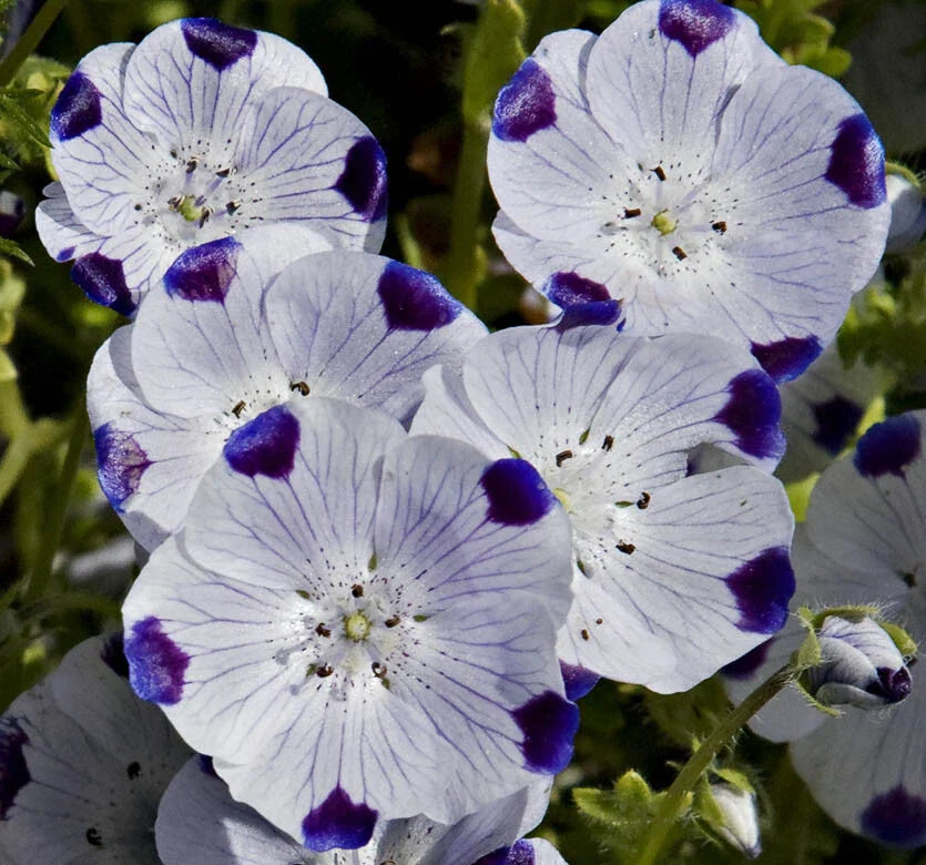 Nemophila Seeds 100 Ct - Five Spot Annual Wildflower - USA Native