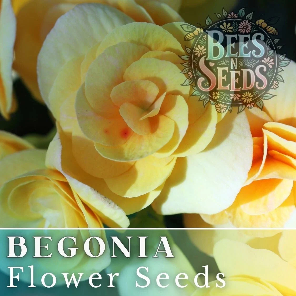 Lemon Glow Begonia Seeds - Non-GMO Flower Seeds for Indoor & Outdoor Gardens - Begonia x tuberhybrida Variety, 45 or 125 Pack