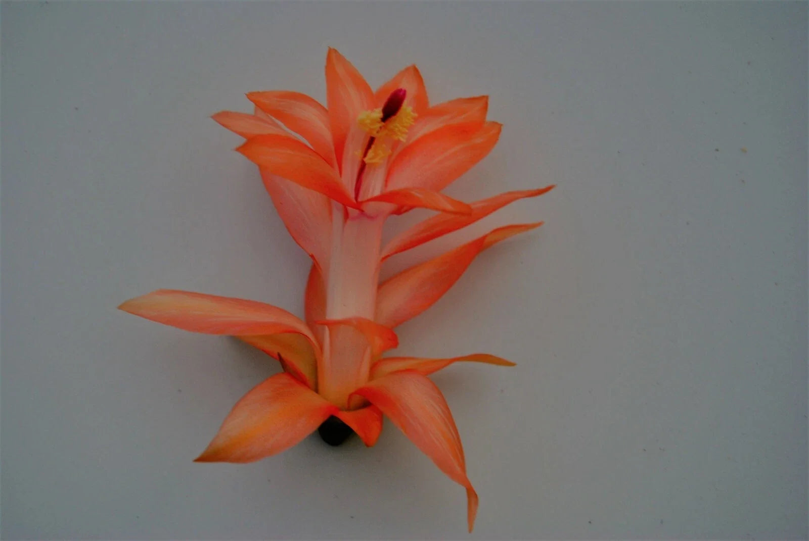 Christmas Cactus Starter Plant - Schlumbergera truncata - Well-Rooted, Lush Green Foliage, Indoor Decor, Holiday Blooms