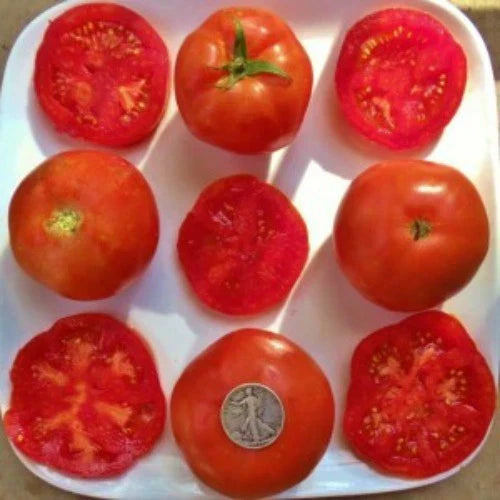 Rutgers So Delicious Tomato Seeds - 25 Heirloom Non-GMO Seeds for Home Gardening