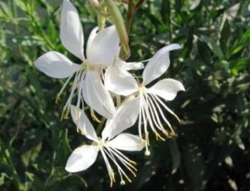 Gaura lindheimeri Seeds - 15 Wildflower Seeds for Garden Planting - Pink Blossoms - Perennial Butterfly Flowers