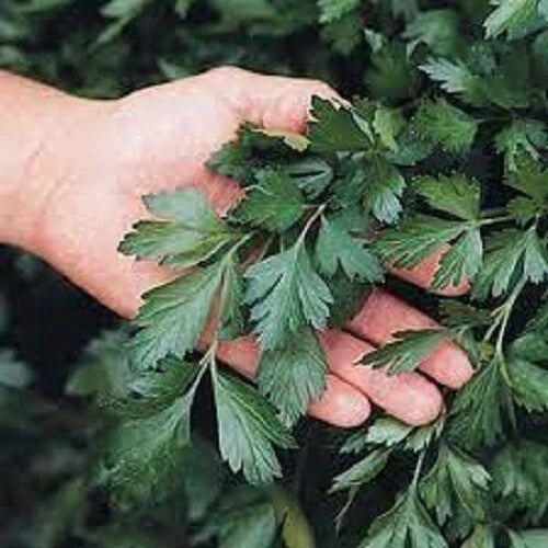 Giant of Italy Parsley Seeds - Organic Heirloom, Flat-Leaf, Petroselinum crispum, Culinary Herb, Non-GMO, Full Sun