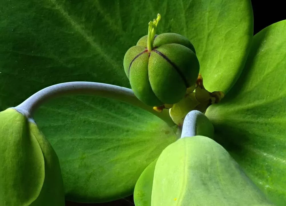 30 Mole Plant Seeds - Euphorbia lathyris Caper Spurge - Perennial for Gardens and Landscapes