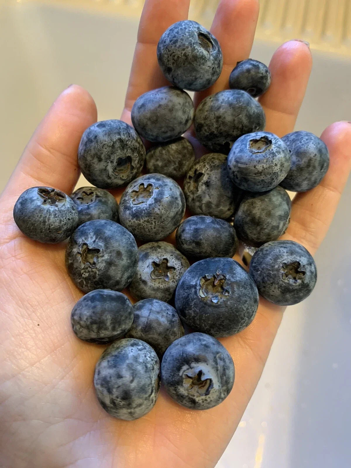 Organic Blueberry Seeds 100 Count for Edible Garden Bush Vaccinium corymbosum