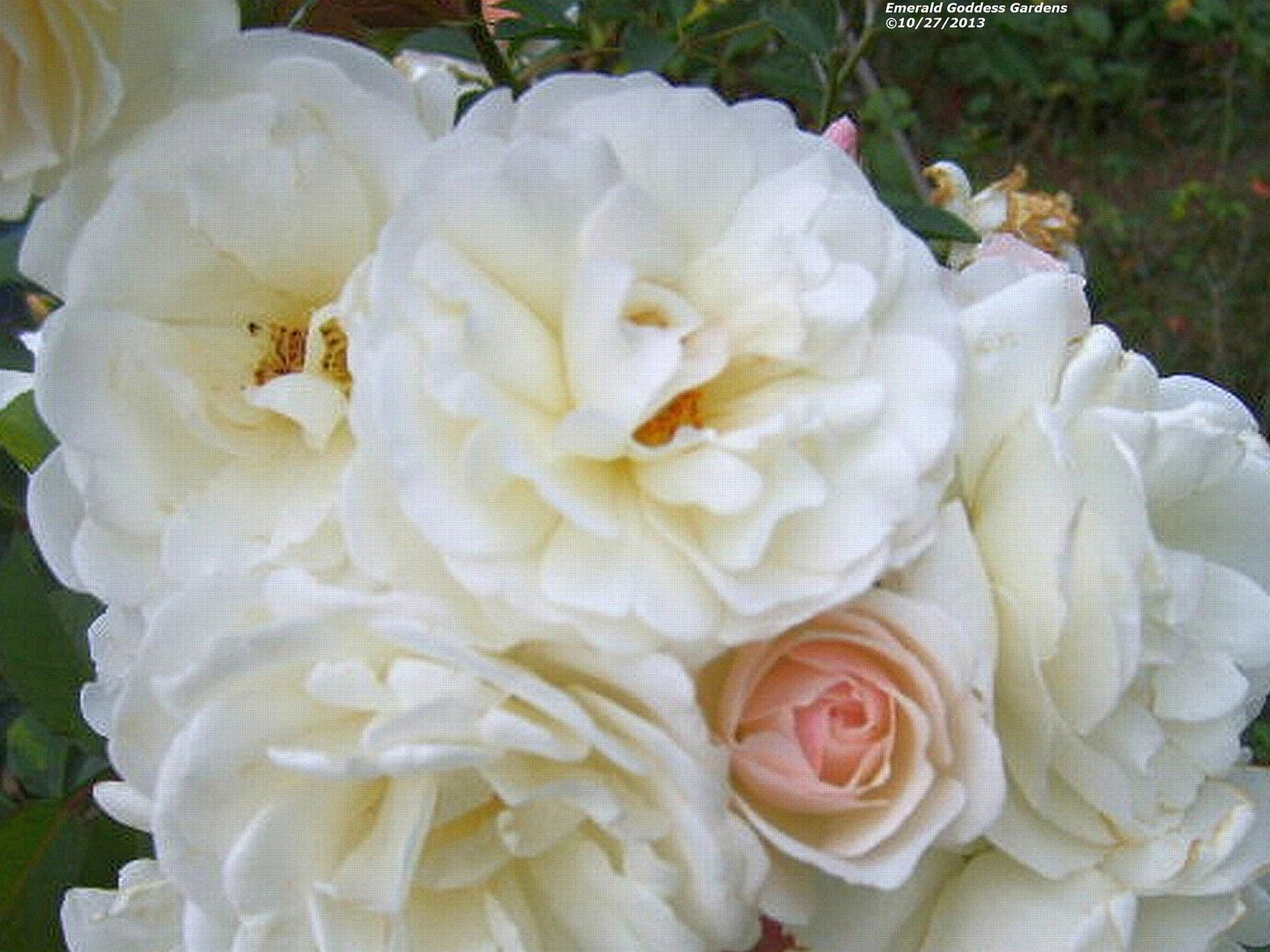 Climbing Rose Plant 1-Gallon Own Root PROM QUEEN Double White Blooming Rose Rosa 'Prom Queen'