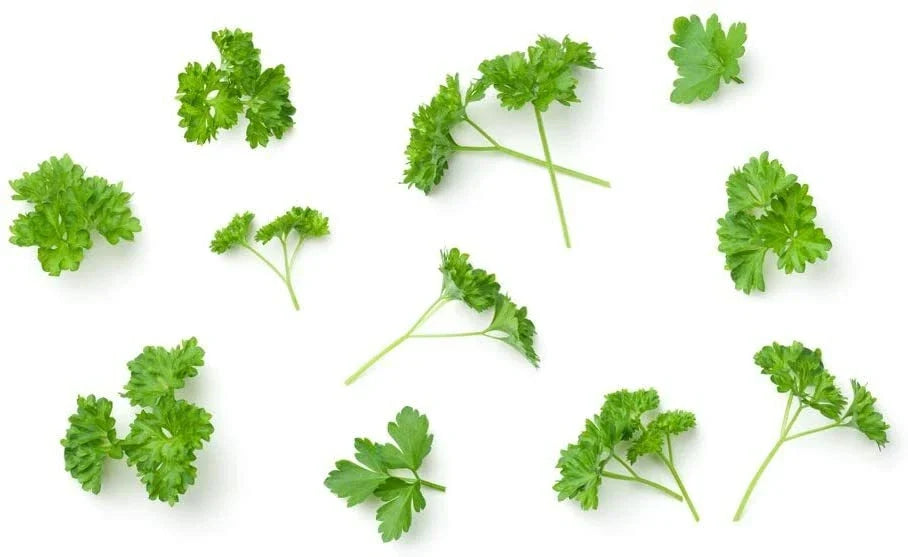 Parsley Seeds - 150 Count Culinary Herb for Cooking Petroselinum crispum