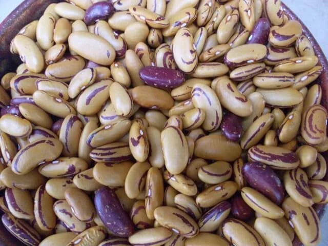 Tiger's Eye Beans Seeds – Heirloom Bush Shell Variety, Golden Color, Phaseolus vulgaris, 10 Seeds