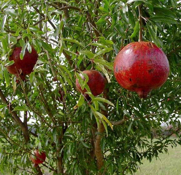 Pomegranate Plant - 'Wonderful' Variety Live Plant in Nursery Pot - Punica granatum for Garden or Patio