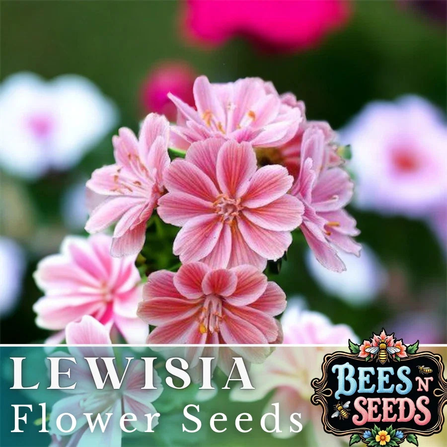 Lewisia Seeds - Fransi Variety Non-GMO Flower Seeds for Garden Planting, Vibrant Blooms, Attracts Pollinators, Easy to Grow