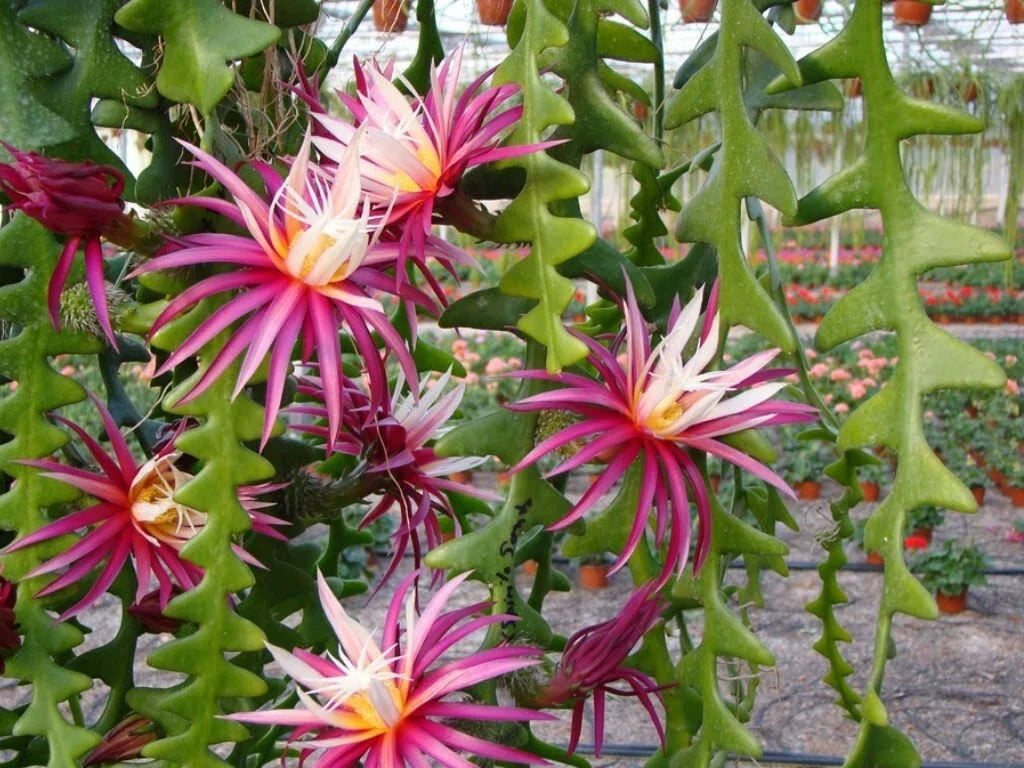 Ric-Rac Cactus 3" Starter Pot - Selenicereus anthonyanus - Unique Zigzag Succulent Plant for Indoor & Outdoor Gardens