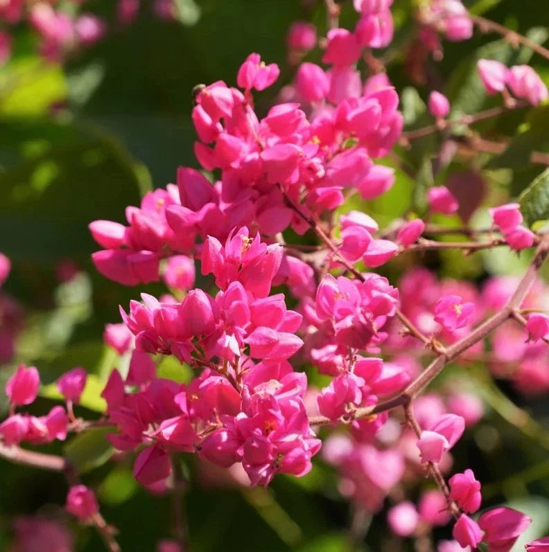 Pack of 2 Live Mexican Creeper Plants Antigonon leptopus Climbing Pink Blooms 4-6 Inches Tall