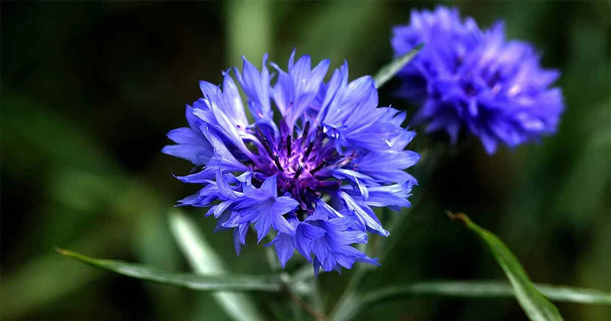 Tall Blue Cornflower Seeds - Bachelor Button Wildflower Centaurea cyanus