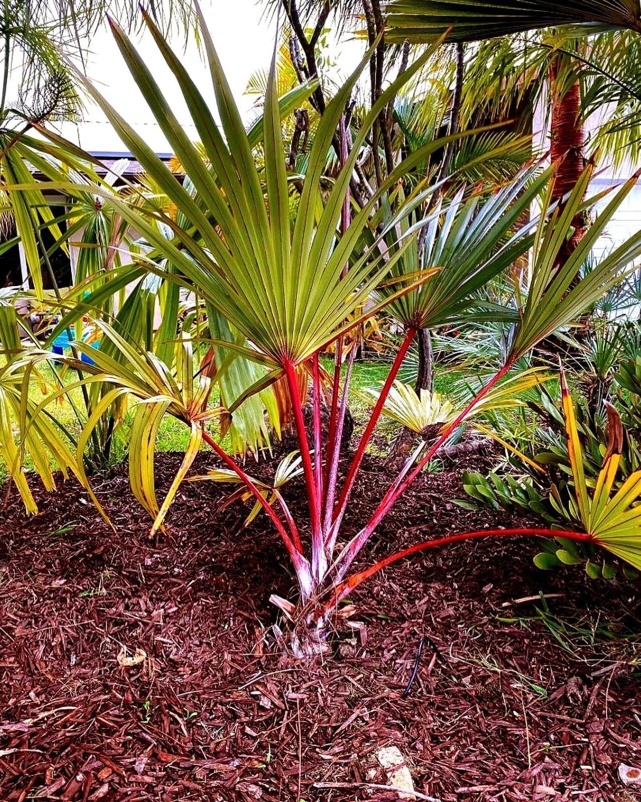 Large Red Latin Palm Seedling 3 Gal | Latania lontaroides Fully Rooted Rare Palm