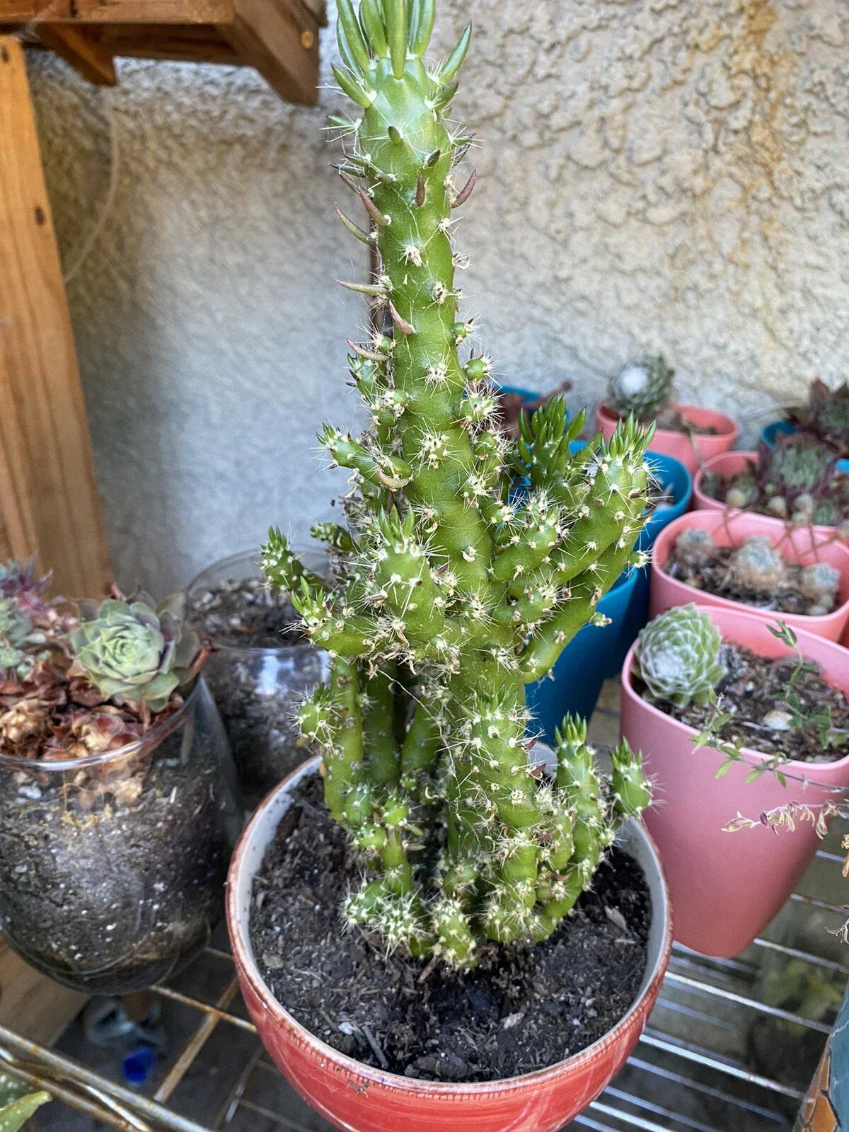 Hardy Eve's Needle Cactus Bundle - 4 Pack Cereus Monstrosus Peanut Cactus