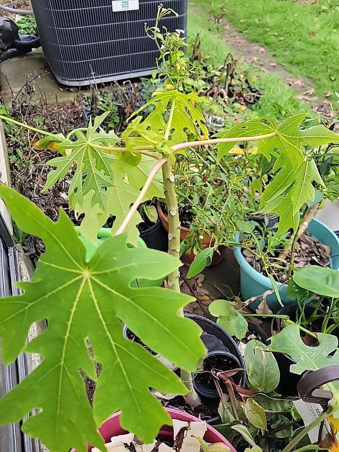 Red Lady Papaya Tree Bare Root - Tropical Fruit Plant Carica papaya