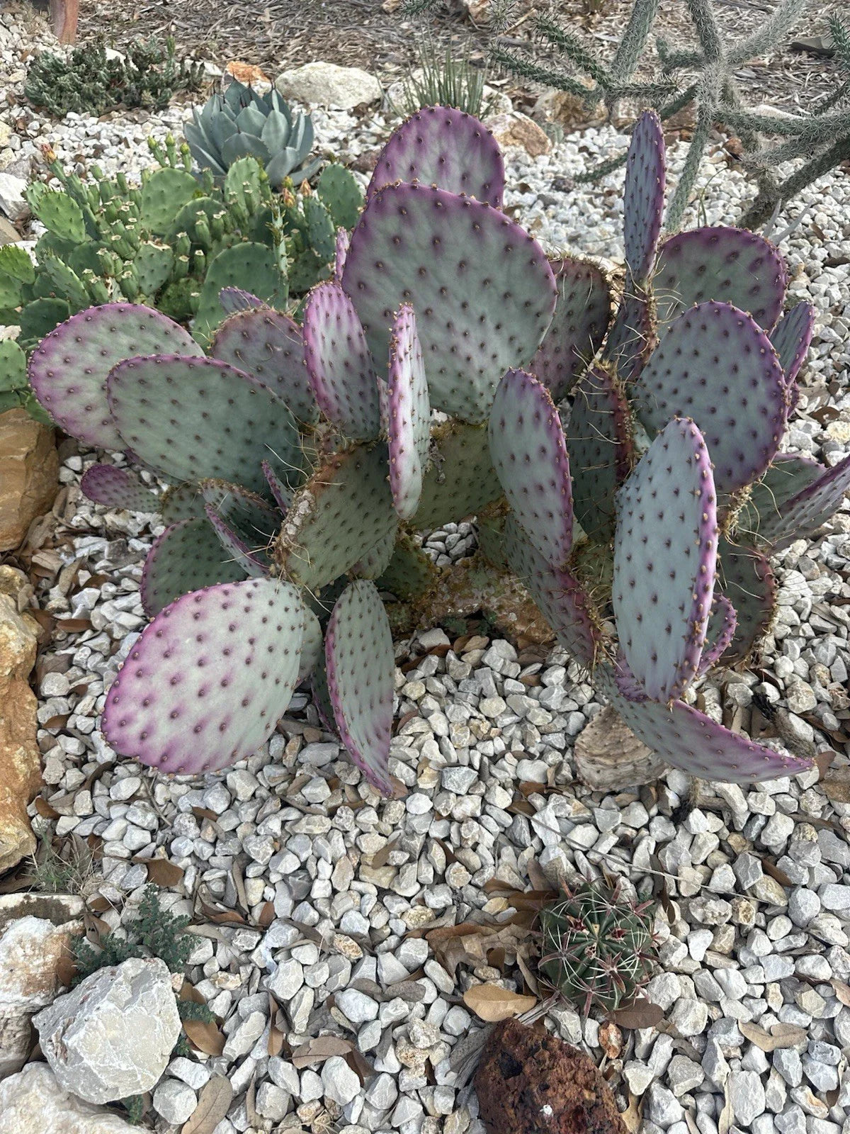 Large Opuntia Santa Rita Purple Prickly Pear Cactus Cuttings for Planting | Desert Succulent | Drought-Tolerant, Vibrant Color