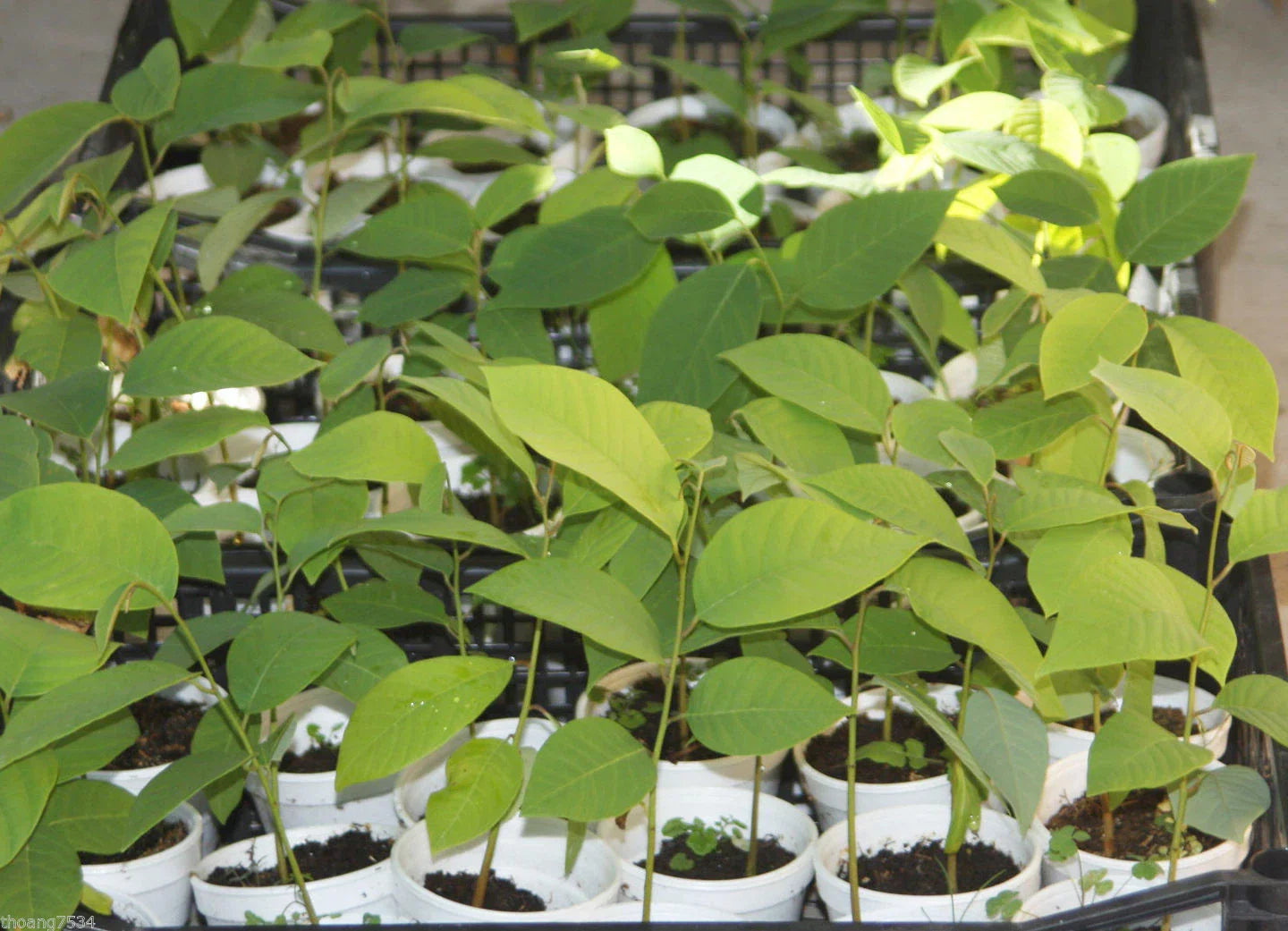 Cherimoya Seedling Plant - Extra Large Fruits - Annona cherimola Live Rooted Plant