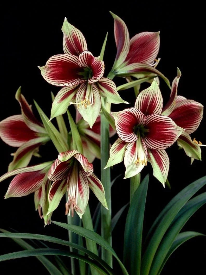 Amaryllis Bulb 10-15 cm Butterfly Amaryllis Papilio with Green & Burgundy Flowers, Indoor Houseplant for Gardening