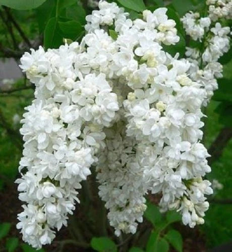 White Lilac Seeds - Perennial Flower Seeds - Syringa vulgaris - Fragrant, Easy to Grow, Pollinator Attracting, 25 Seeds, Fast Shipping